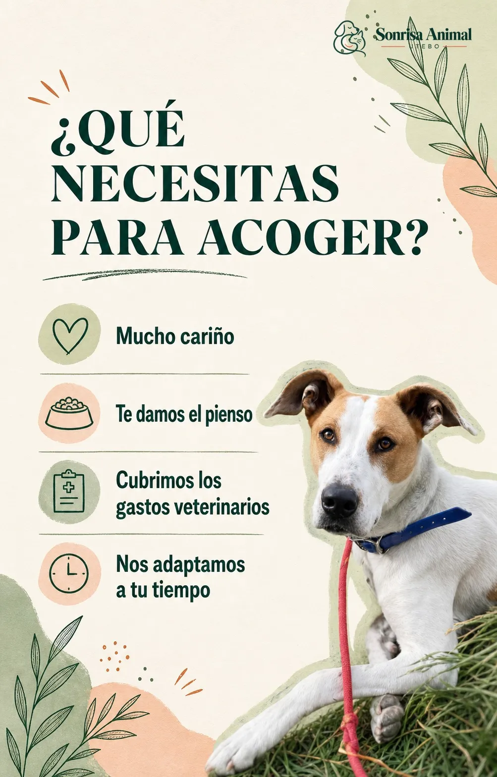 Moka junto a los requisitos para acoger: cariño; Sonrisa Animal proporciona el pienso, cubre los gastos veterinarios y se adapta al tiempo disponible.