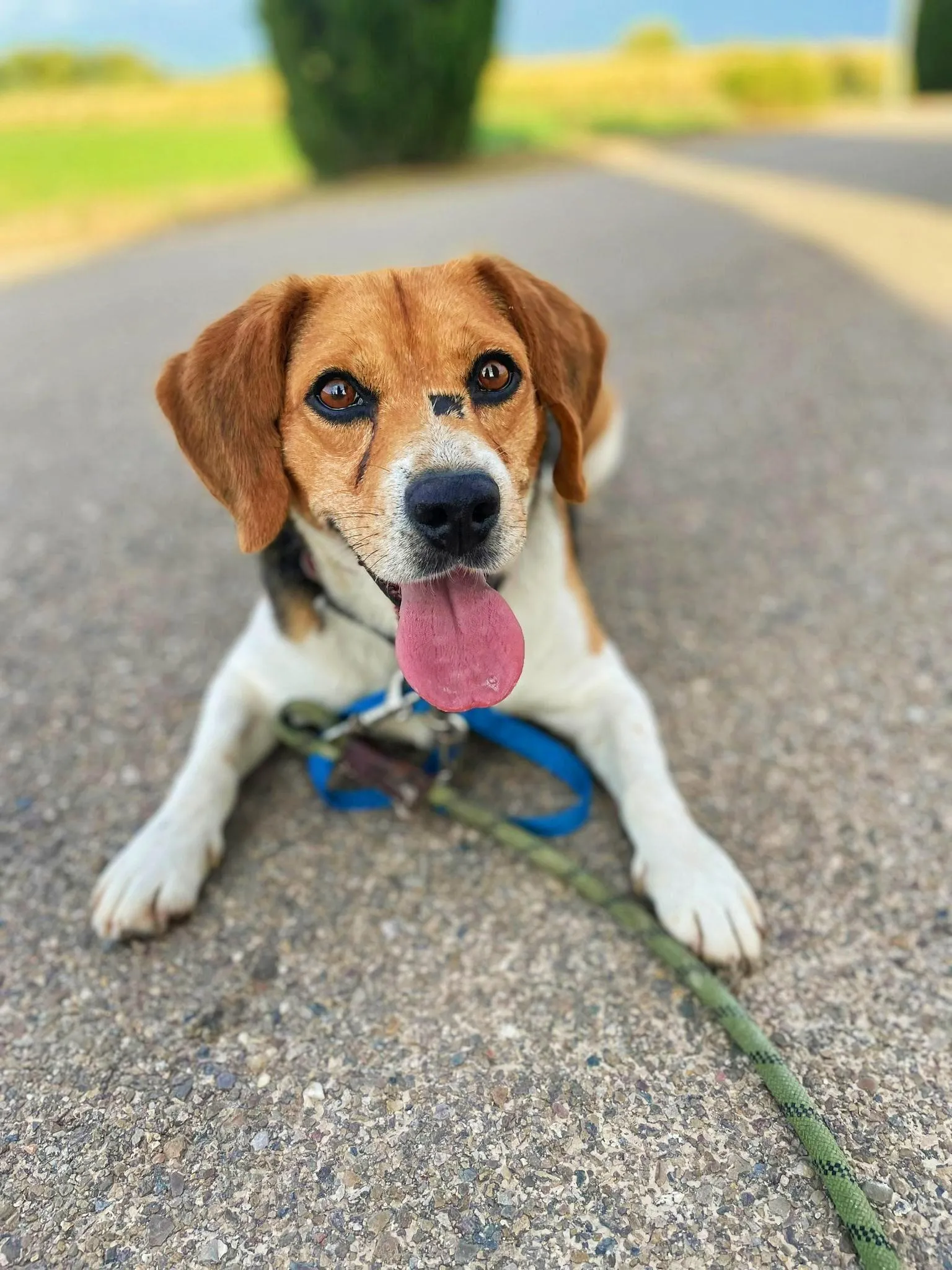 Dante, uno de los perros atendidos por Sonrisa Animal