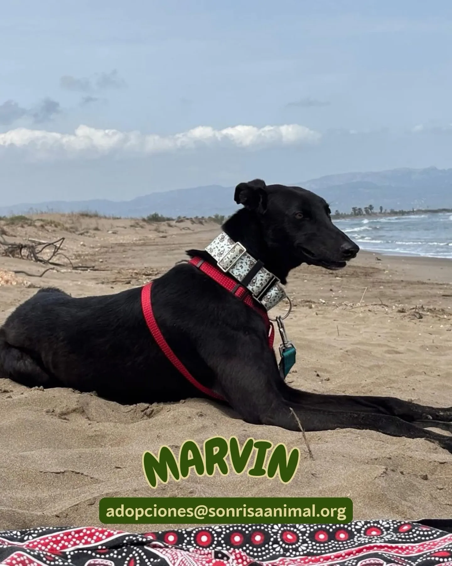 Marvin, fotografía 1