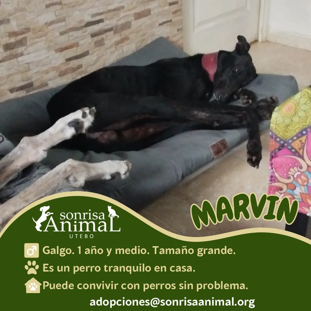Marvin, fotografía 2