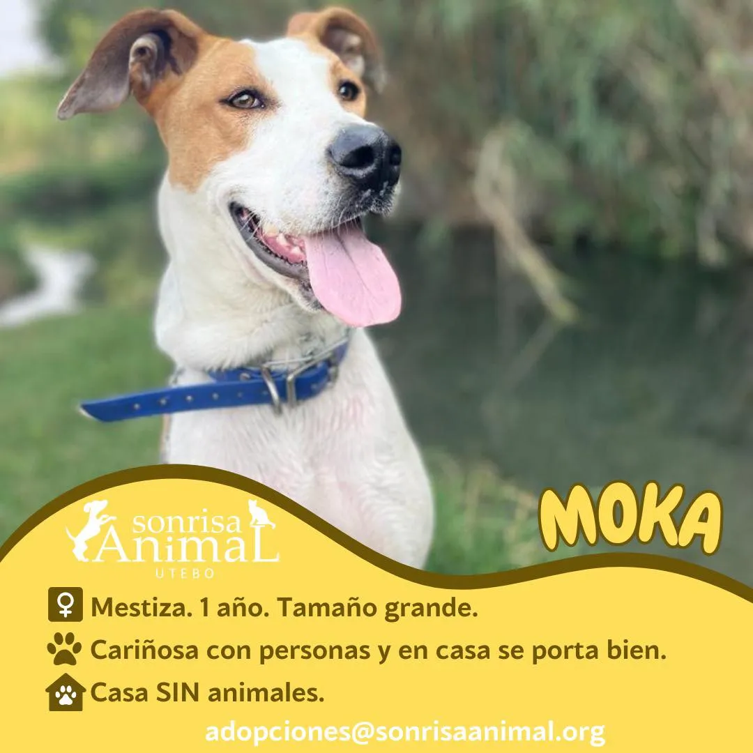 Moka, fotografía 1