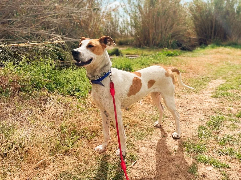 Moka, fotografía 3
