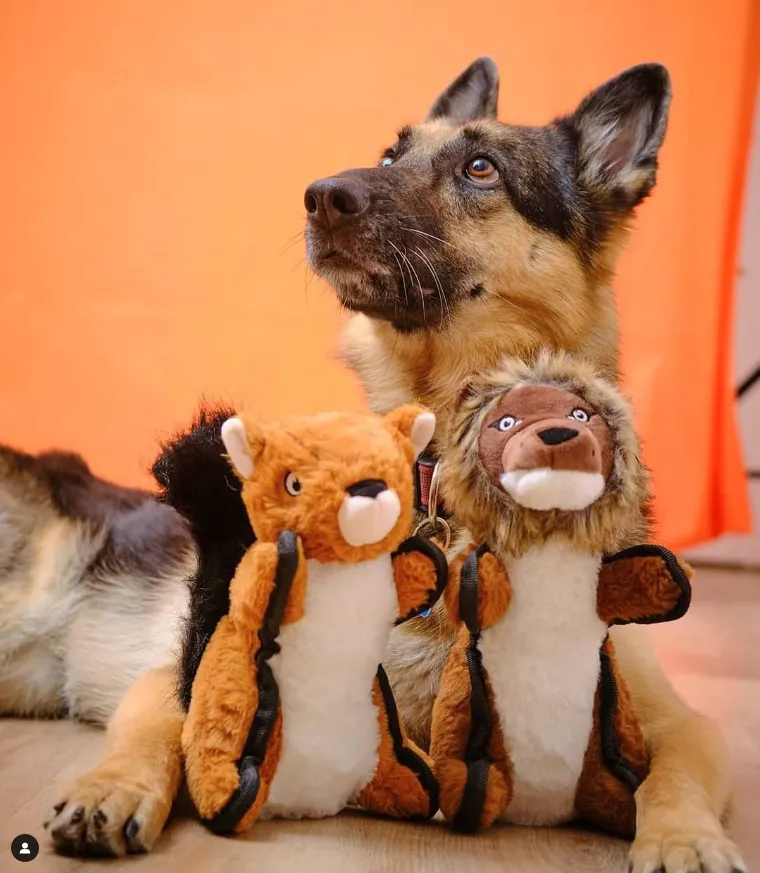 Perro de Sonrisa Animal acompañado por varios juguetes donados.