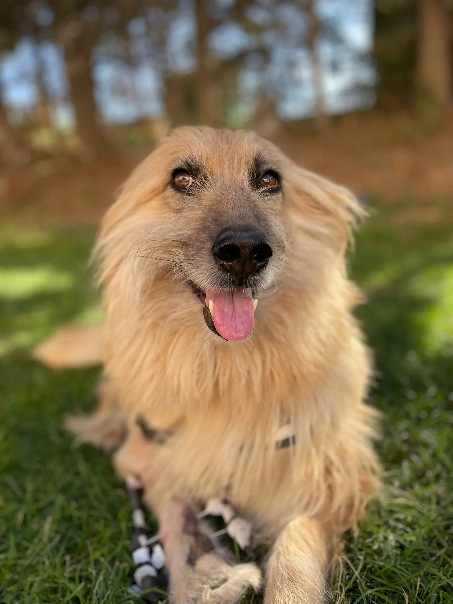 Poli mirando a cámara durante un paseo.