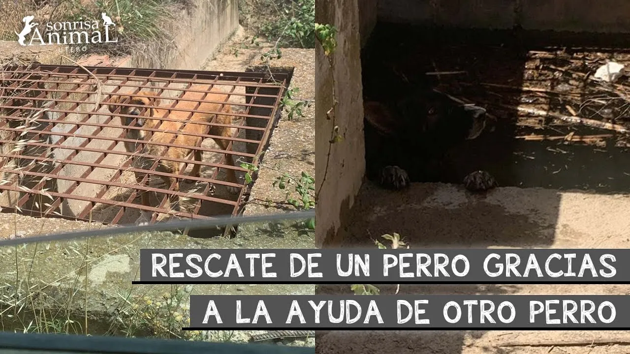 Rescate de un perro realizado con la ayuda de otro perro