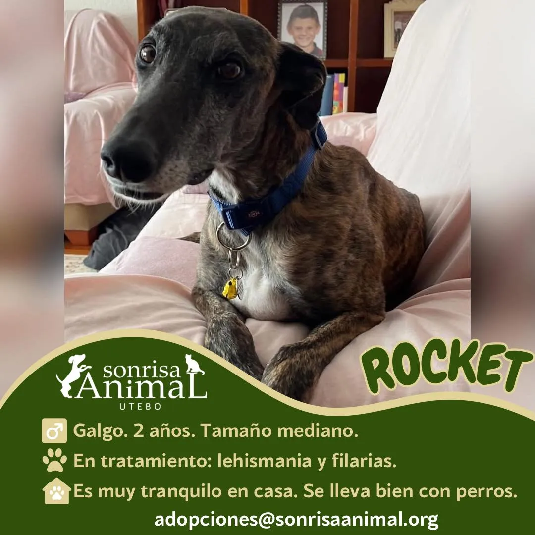Rocket, fotografía 1