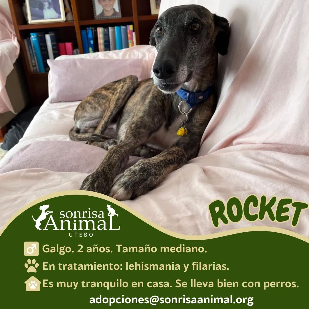 Rocket, fotografía 2