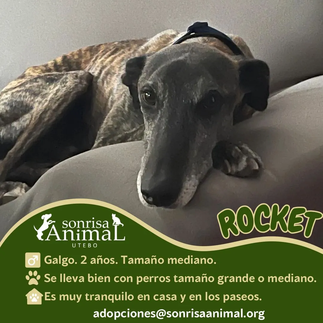 Rocket, fotografía 3