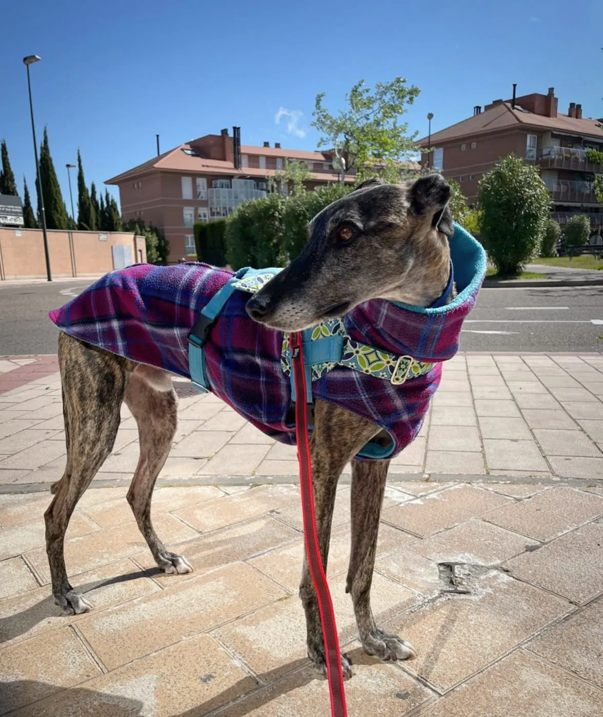 Rocket, fotografía 5