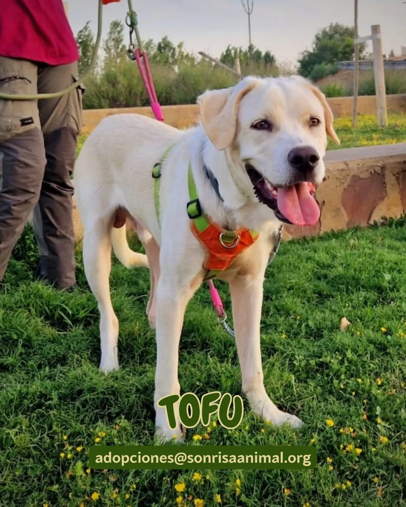 Tofu, fotografía 1