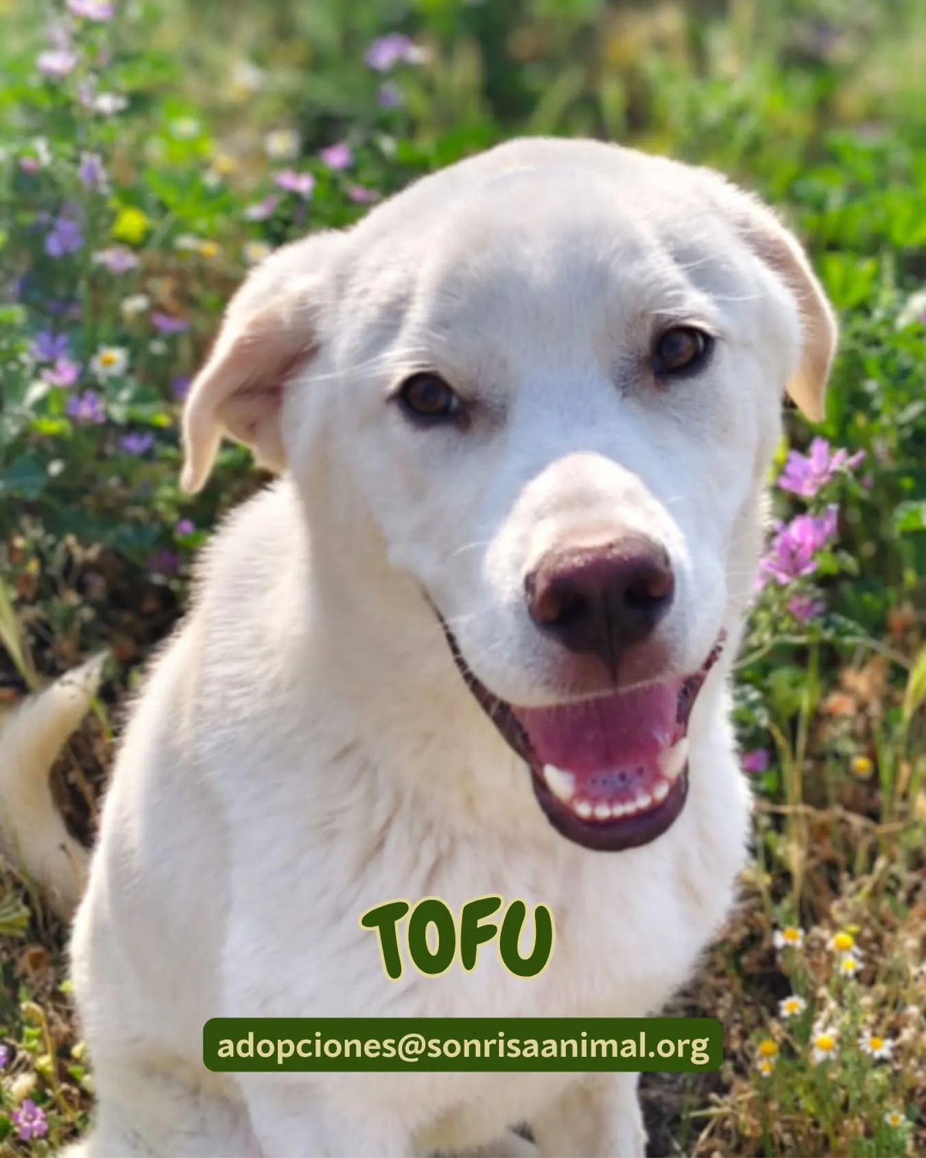Tofu, fotografía 2