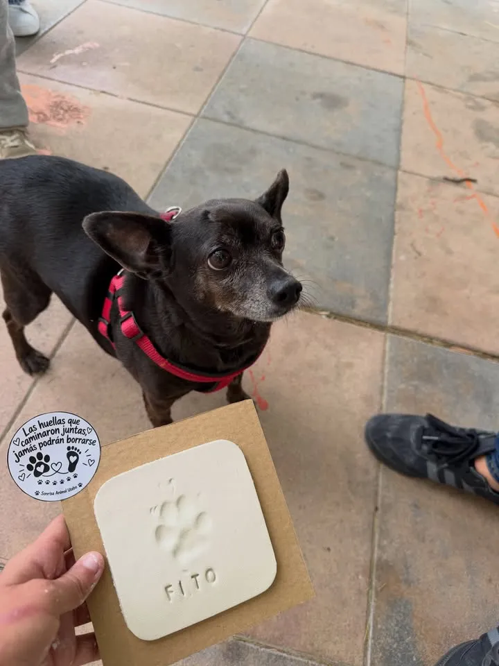 Un perro junto al recuerdo de su huella en el V Día de la Sonrisa Animal