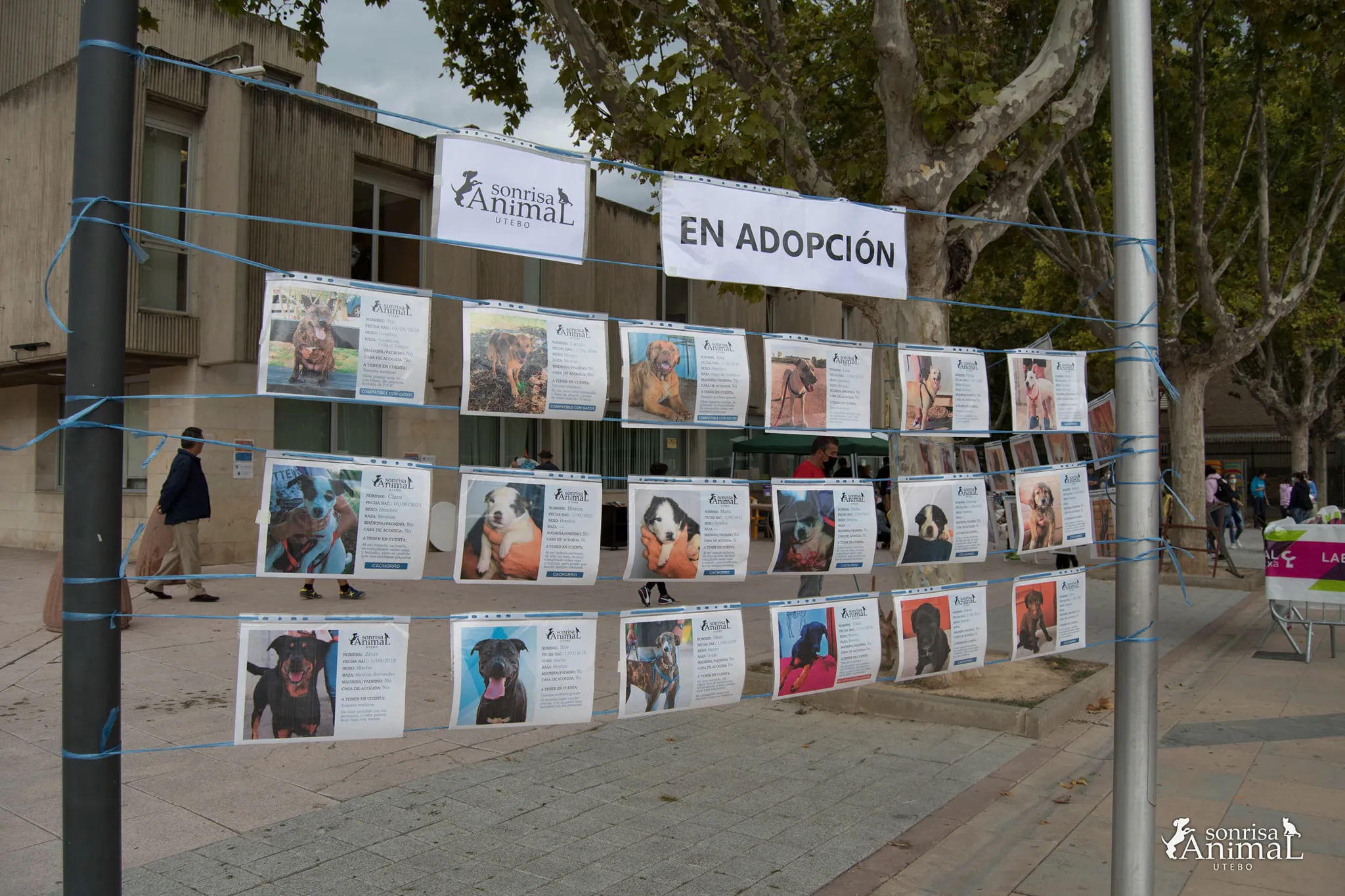 Panel preparado por Sonrisa Animal con las fichas de perros que buscan familia.