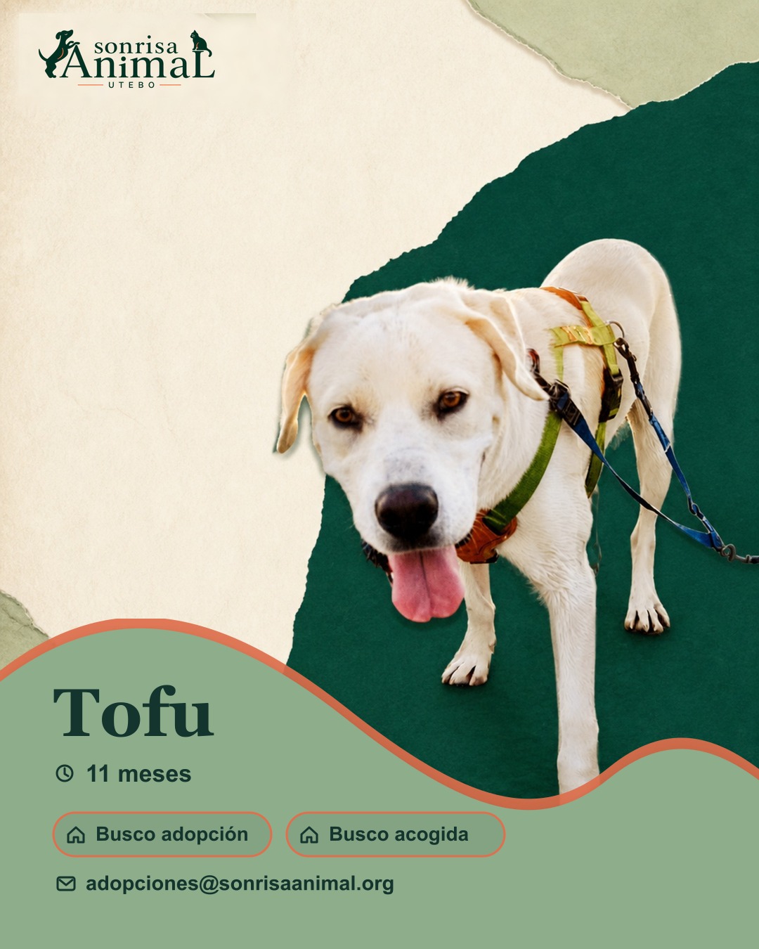 Ficha para compartir de Tofu
